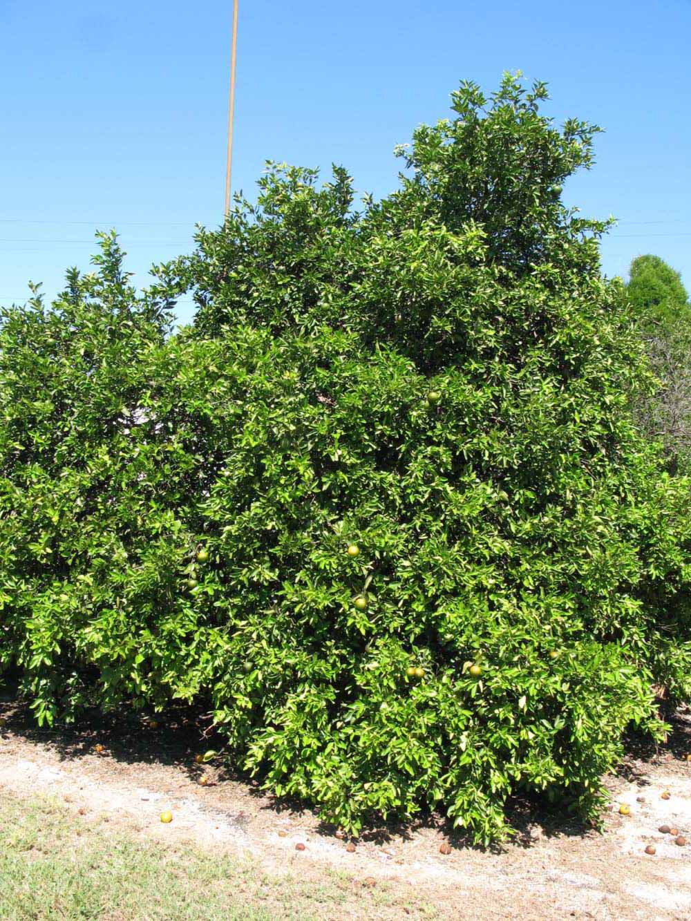            Habit (Winter Haven, FL)   